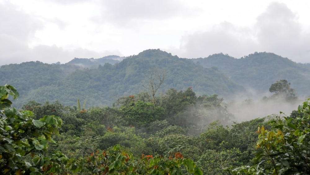 John Leszczynski/ CC BY-SA 2.0
Deforestation in cloud forests is causing birds to migrate to higher altitudes.