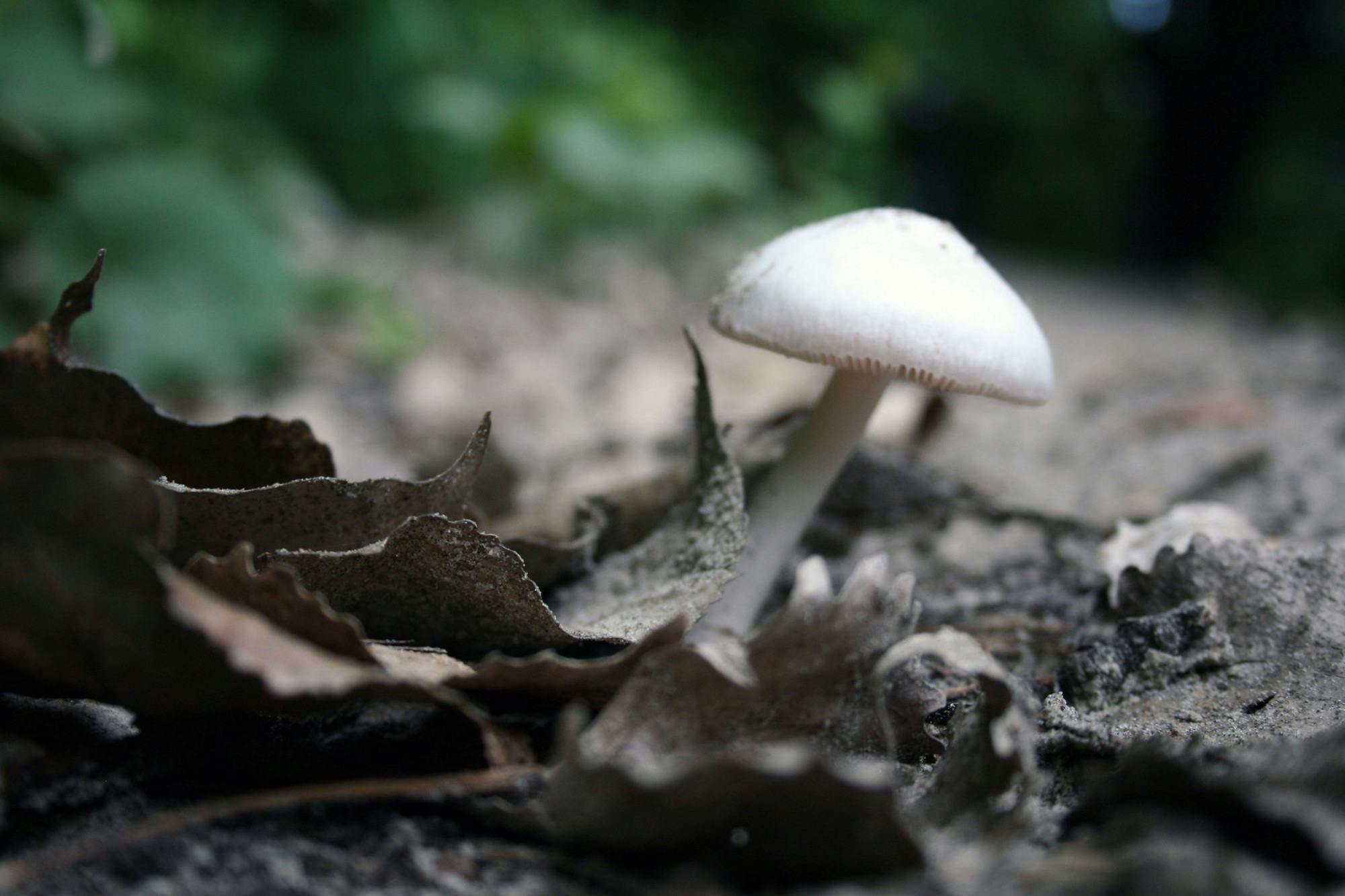 PUBLIC DOMAIN
Researchers hope to understand the long-term mental effects of psilocybin, the hallucinatory component of “magic mushrooms.”&nbsp;