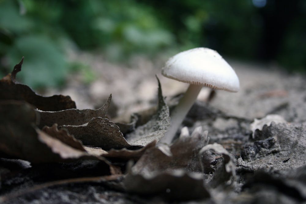 PUBLIC DOMAIN
Researchers hope to understand the long-term mental effects of psilocybin, the hallucinatory component of “magic mushrooms.”&nbsp;