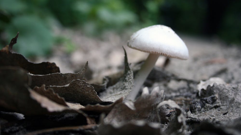 PUBLIC DOMAIN
Researchers hope to understand the long-term mental effects of psilocybin, the hallucinatory component of “magic mushrooms.”&nbsp;