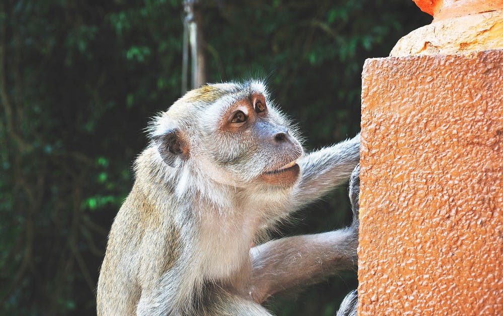 steve calcott via flickr