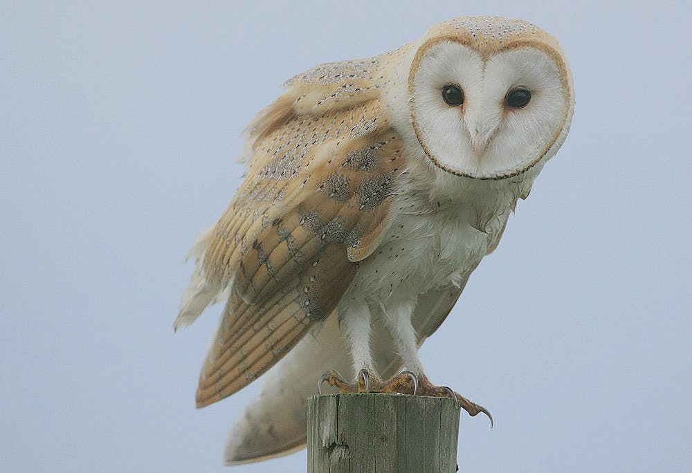 COURTESY OF STEVE GARVIE / CC BY-SA 2.0
The lab conducts experiments on barn owls which has raised concerns with PETA.&nbsp;