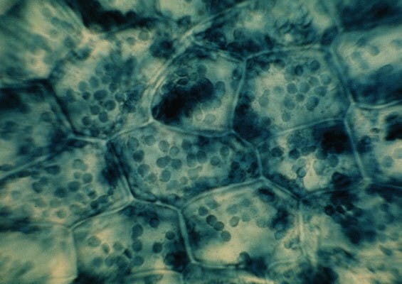 COURTESY OF WWW. SIDTHOMAS.NET
In the past, scientists have only seen a plant’s maturity process at work in the center of cells whereas this study suggests it also occurs in chloroplasts.