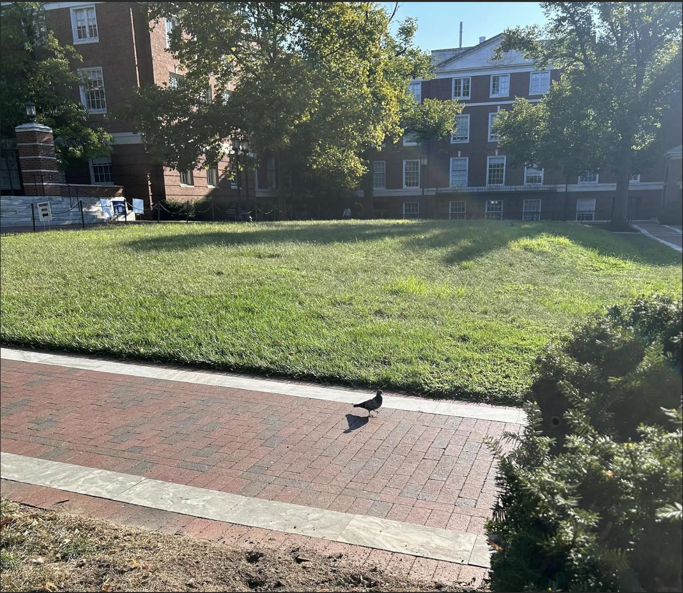 COURTESY OF MYRA SAEED
Pidgey Friend, one of Myra’s lanterns during fall semester’s seemingly endless night.