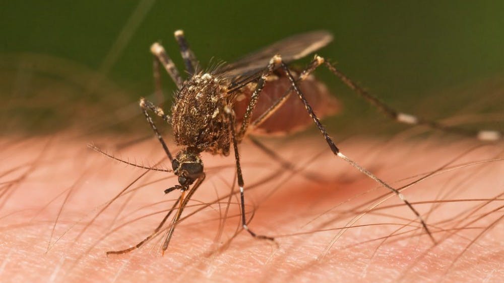 JJ Harrison/CC BY-SA 3.0
Mosquito-borne diseases are more likely to affect women in the home.