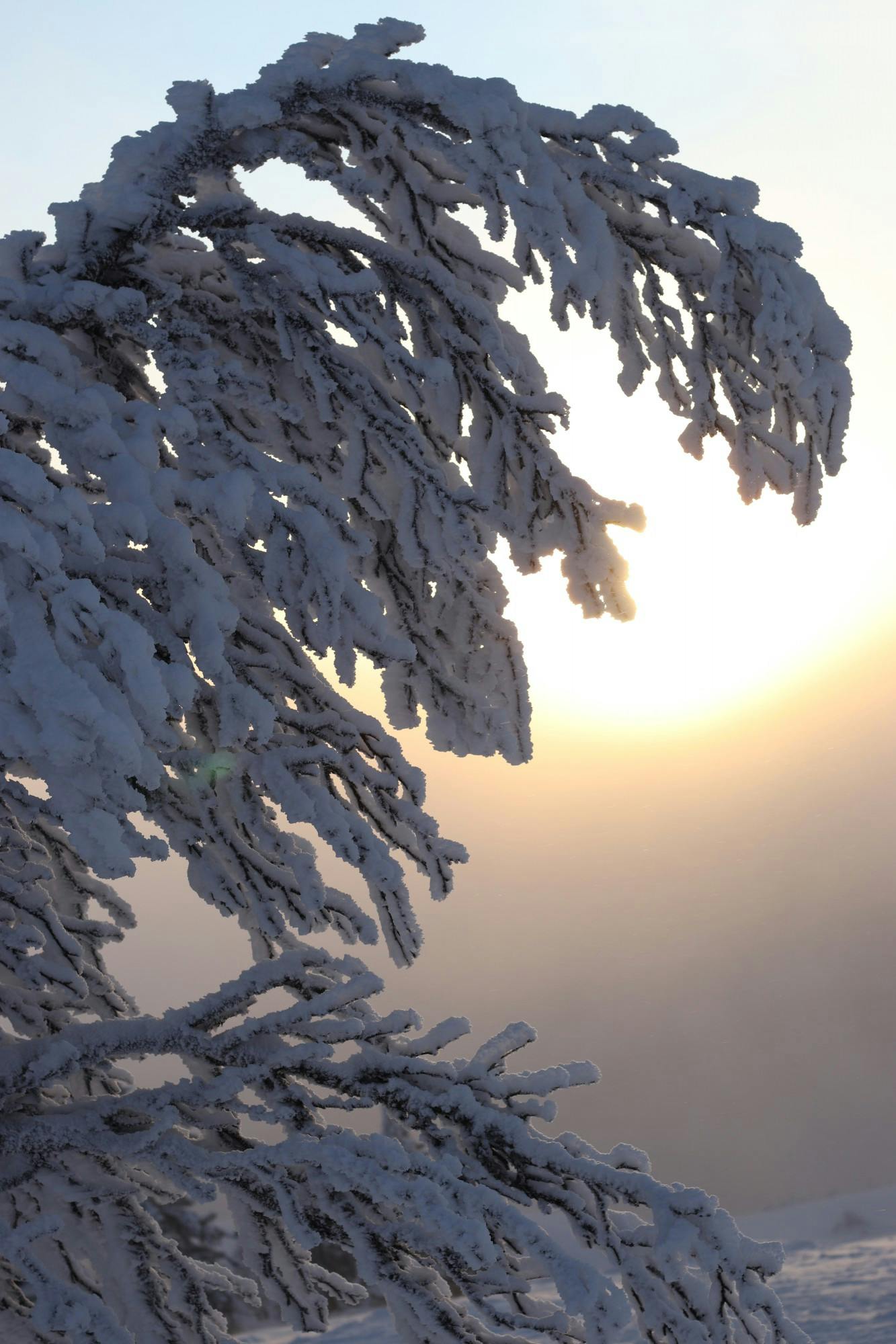 COURTESY OF CAS GUSTAFSSON