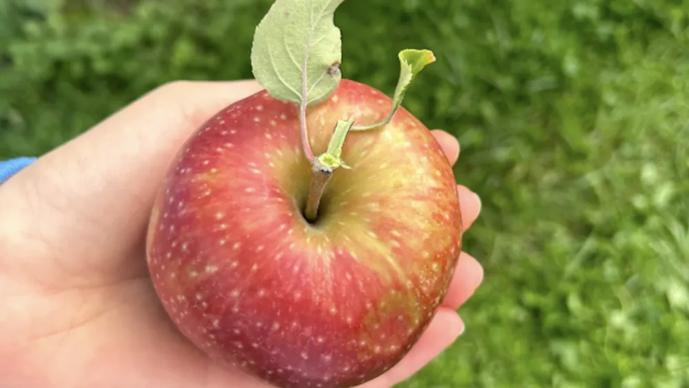 COURTESY OF HAILEY FINKELSTEIN
Finkelstein considers a children's book she wrote in sixth grade, and how everyone is situated within their community and environment.