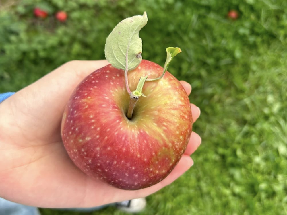 COURTESY OF HAILEY FINKELSTEIN
Finkelstein considers a children's book she wrote in sixth grade, and how everyone is situated within their community and environment.