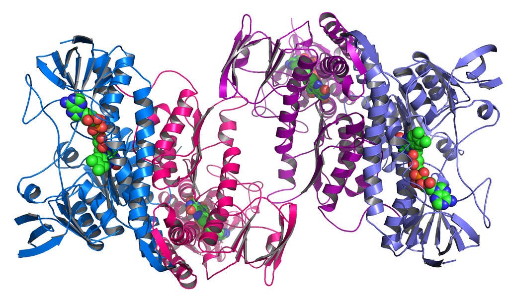 ARGONNE NATIONAL LABORATORY / CC BY-NC-SA 2.0
Many proteins have complex, convoluted folding patterns.&nbsp;