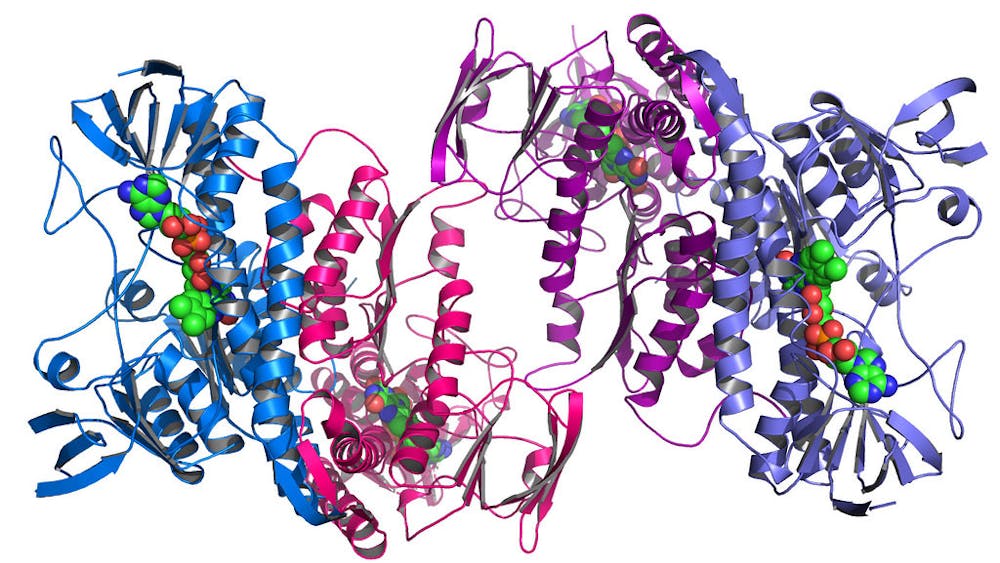 ARGONNE NATIONAL LABORATORY / CC BY-NC-SA 2.0
Many proteins have complex, convoluted folding patterns. 