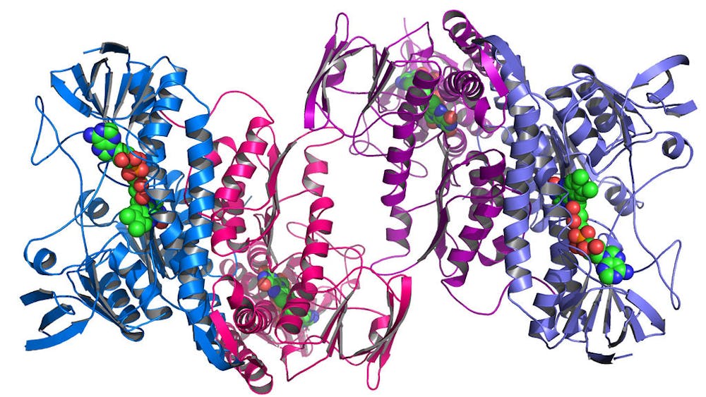 ARGONNE NATIONAL LABORATORY / CC BY-NC-SA 2.0
Many proteins have complex, convoluted folding patterns.&nbsp;