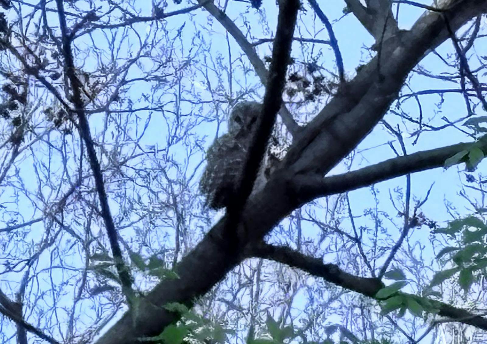 COURTESY OF ADITYA SANKAR
On Friday, April 10 the Behavioral Biology Steering Committee organised a birding expedition open to students across all majors to explore and appreciate the campus avians.