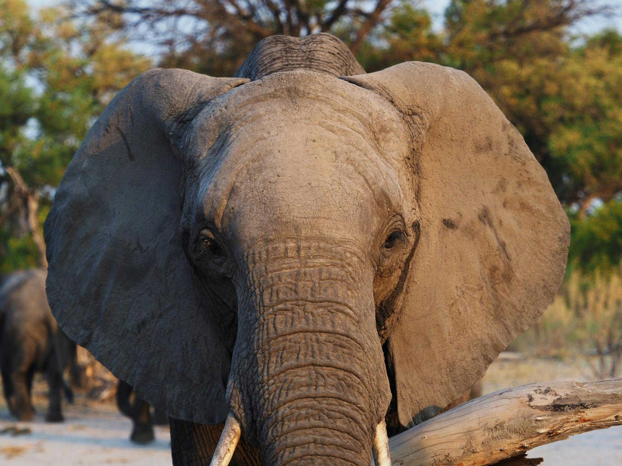 COURTESY OF ADDY PERLMAN