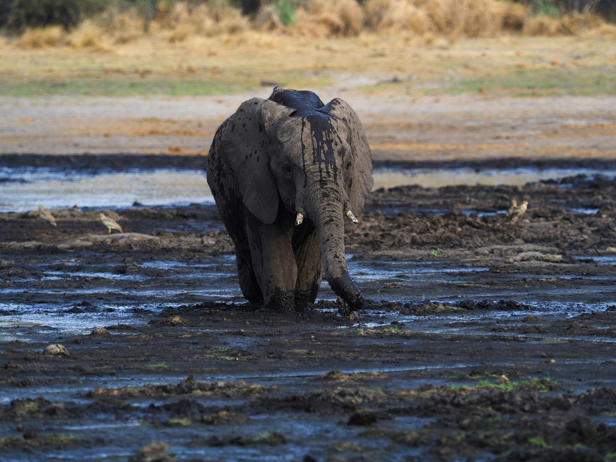 COURTESY OF ADDY PERLMAN