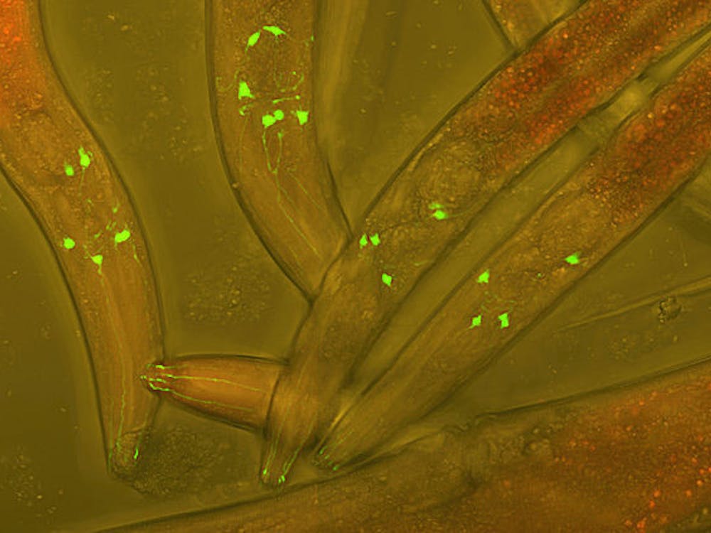 WIKIMEDIA COMMONS / CC BY-SA 3.0
Ringstad delivered a talk titled “Modulation of Behavior by Host-Microbe Interactions” to the Department of Biology.