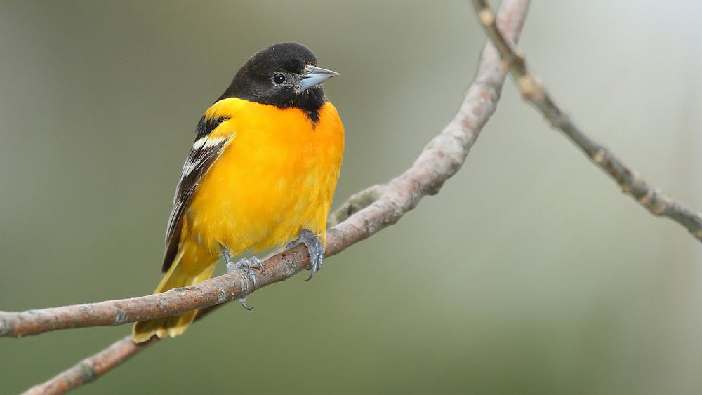 MDF / CC BY-SA 2.0
An adult male Baltimore Oriole. This was one of many bird species included in the bird urbanization study.