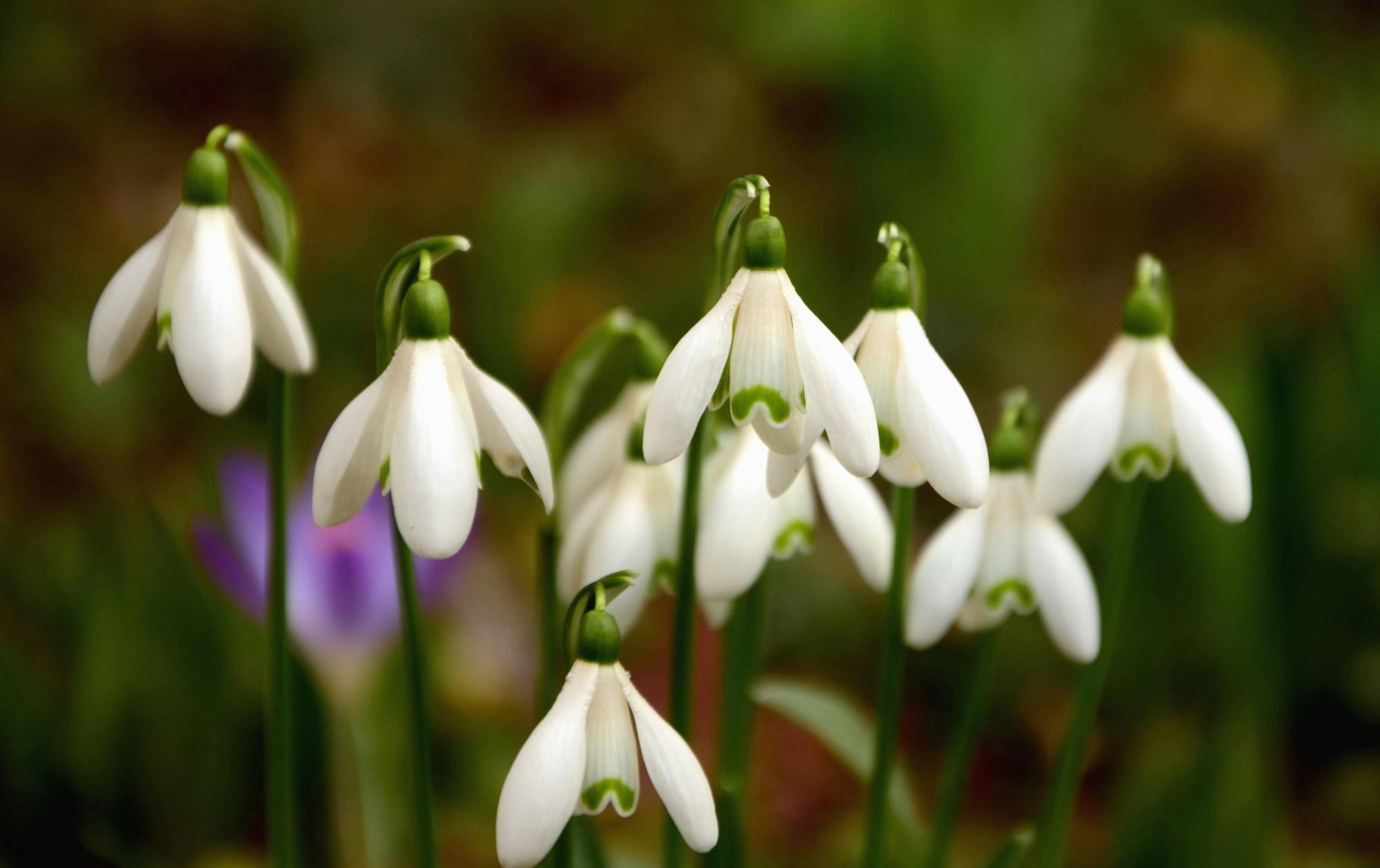 PUBLIC DOMAIN
Isaacs remembers her friend, who loved snowdrops.&nbsp;