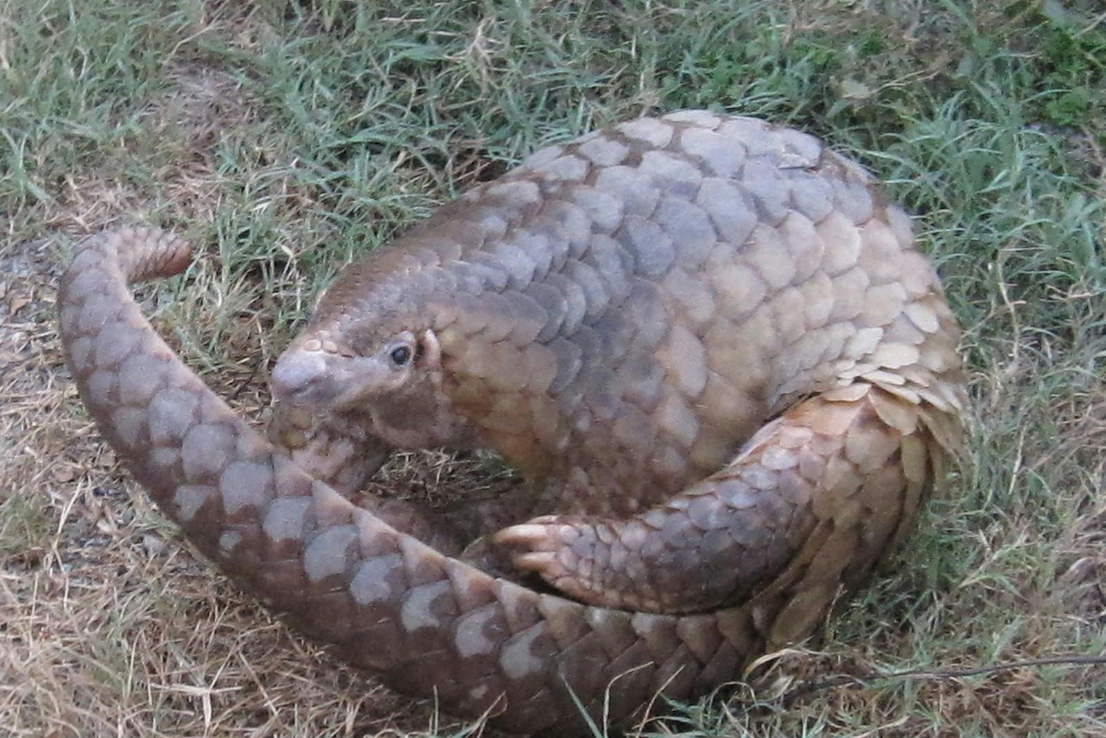 WILDLIFE ALLIANCE / CC BY SA-2.0
Pangolins are believed to be the intermediary host of COVID-19 between bats and humans. 