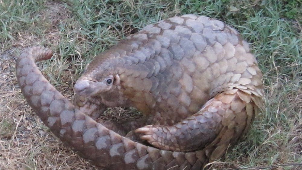 WILDLIFE ALLIANCE / CC BY SA-2.0
Pangolins are believed to be the intermediary host of COVID-19 between bats and humans. 