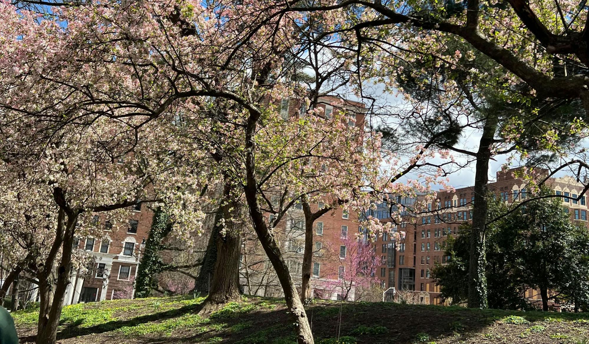 NEHA SANGANA/PHOTOGRAPHY EDITOR
Though he enjoys the change in scenery from winter, Paulisich experiences allergies during the spring season.