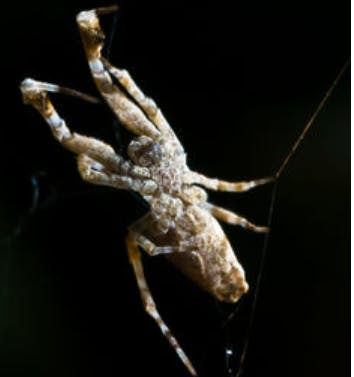 COURTESY OF ALEXANDRE BUISSE / CC-BY-SA-3.0
The hackled orb weaver spins a web in midair.