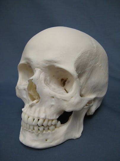 B9_links skull