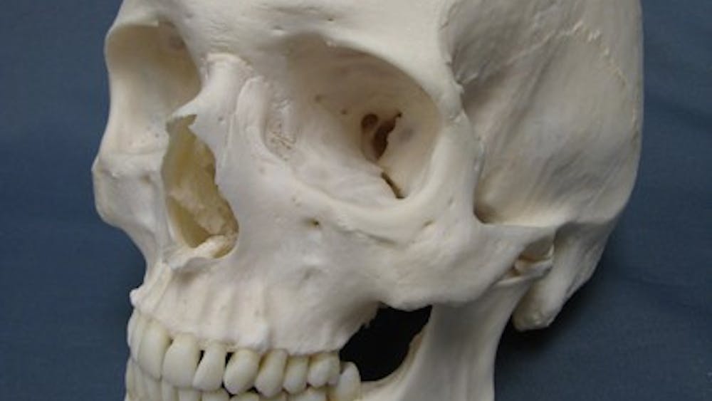 PUBLIC DOMAIN
Bone marrow in the skull has been identified to contribute greatly to the migration of immune cells.