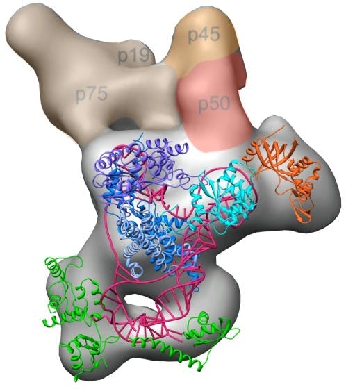 COURTESY OF WWW.UCLA.EDU
The telomerase, responsible for maintaining the telomeres of our chromosomes, was finally characterized.