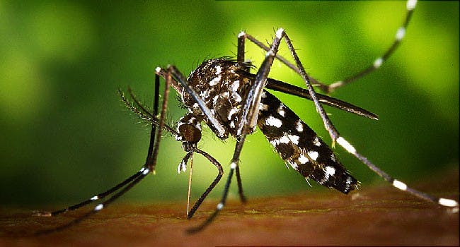 public domain
Scientists are sequencing the genome of Aedes aegypti, the mosquito that transmits Zika.