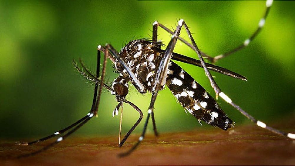 public domain
Scientists are sequencing the genome of Aedes aegypti, the mosquito that transmits Zika.