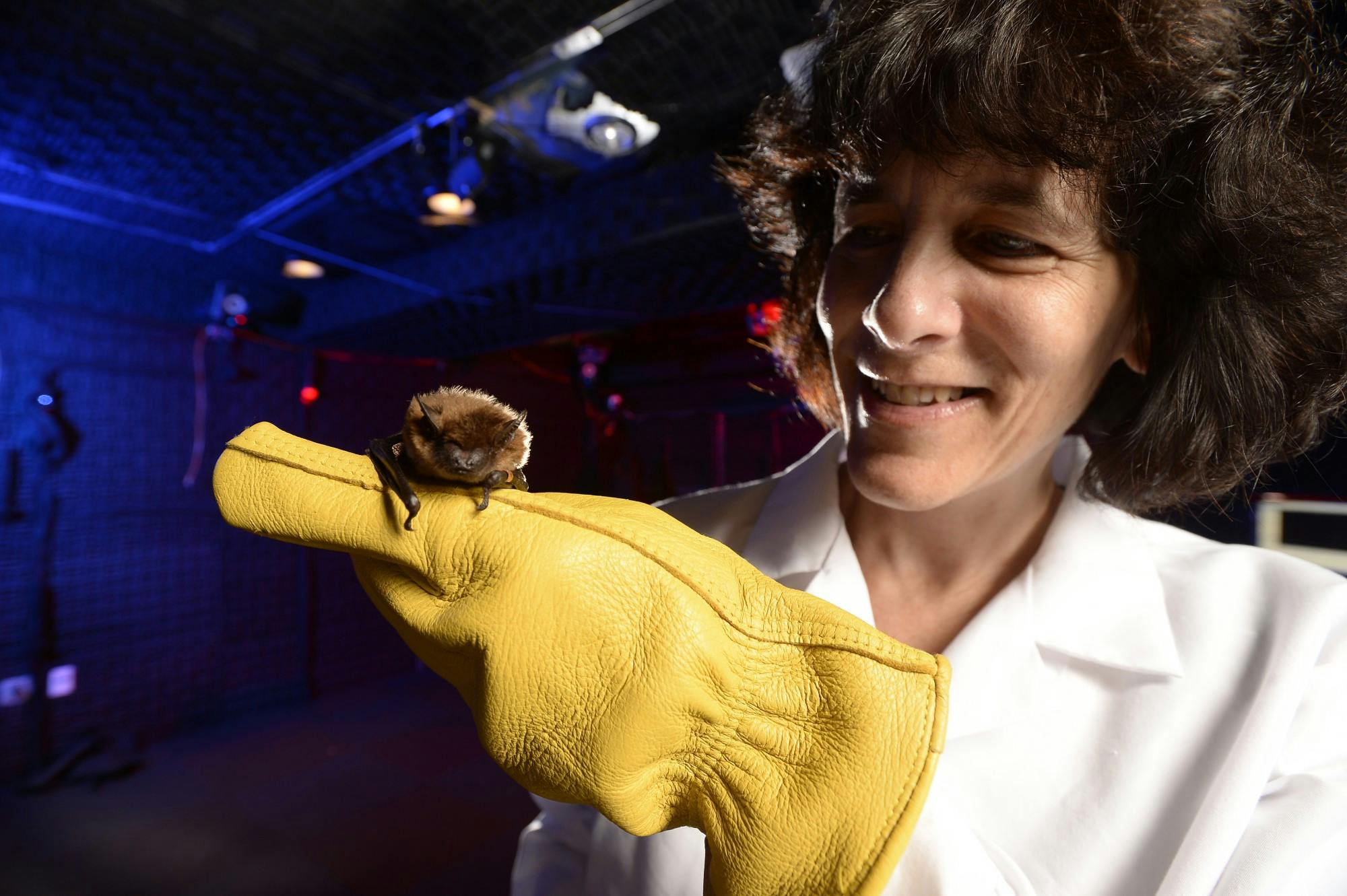 COURTESY OF CYNTHIA MOSS&nbsp;
Animal care workers feed the bats in the Moss Lab every day.&nbsp;