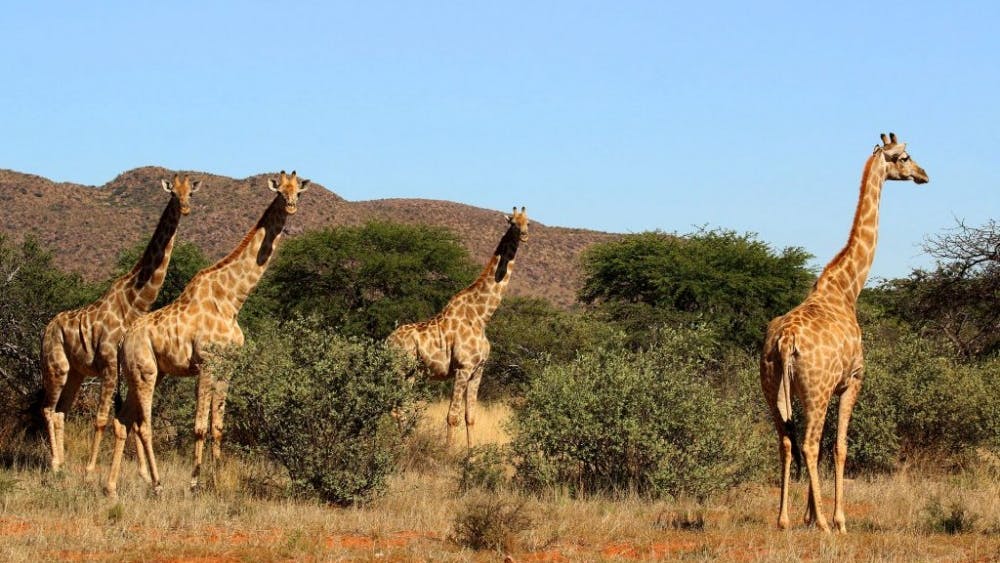 CHARLESSHAR/CC-BY-SA4.0
Researchers proved that giraffes are four genetically isolated species.