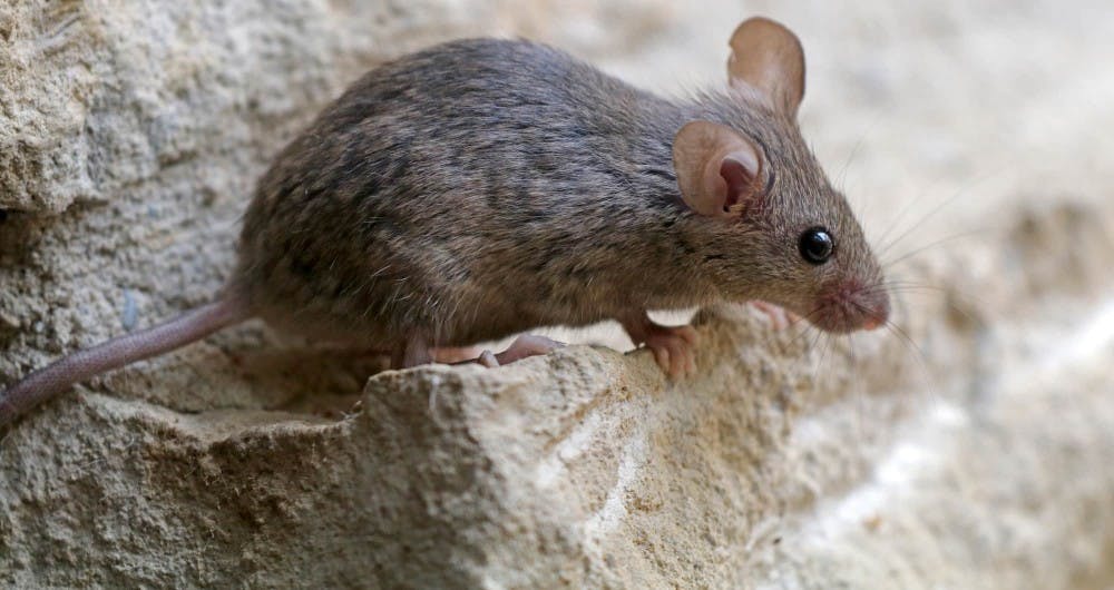 B9_mice