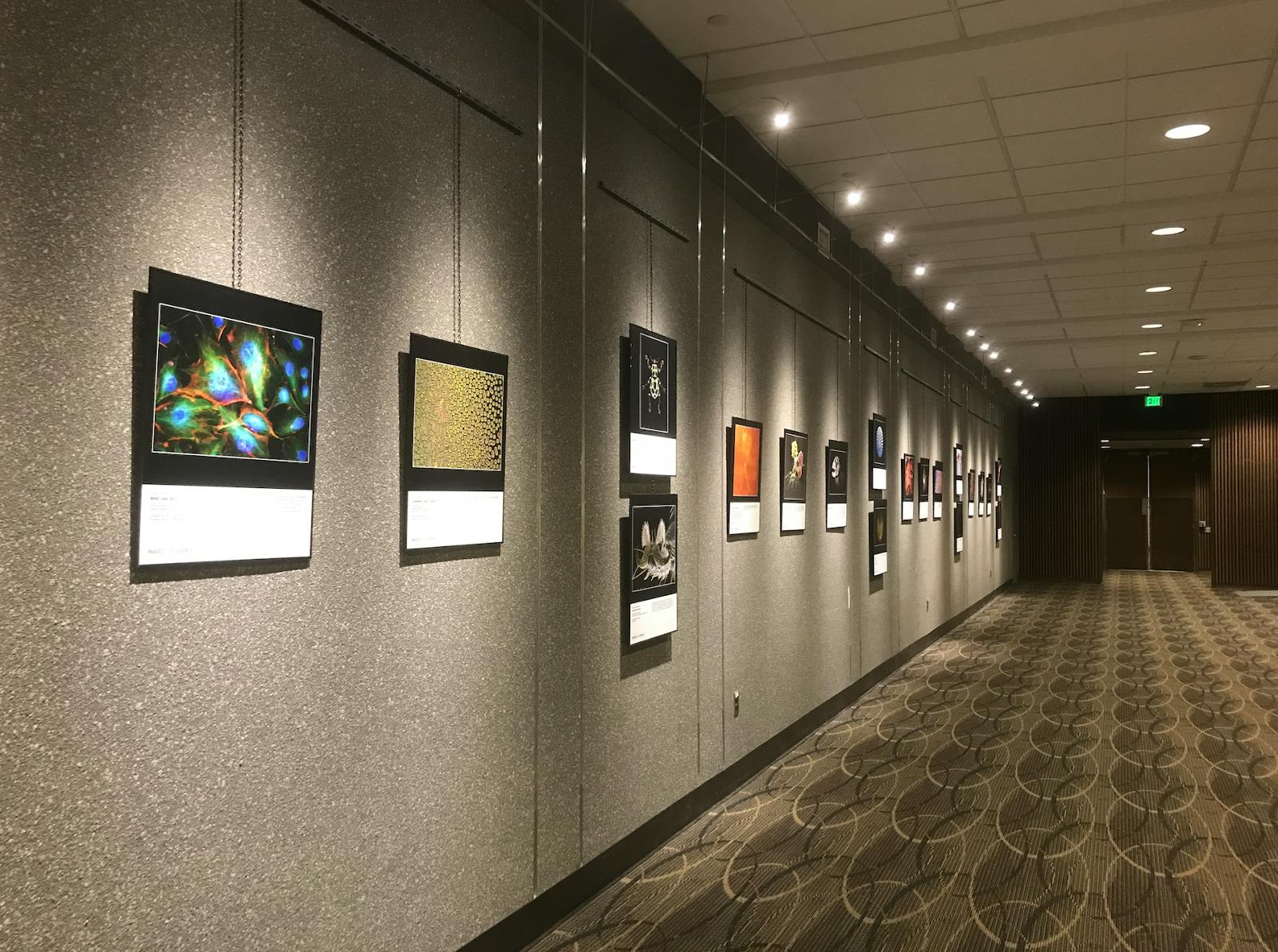 COURTESY OF AMRITA BALRAM
Images from Science 3 is on view at the Hopkins medical campus from now until March 20.
