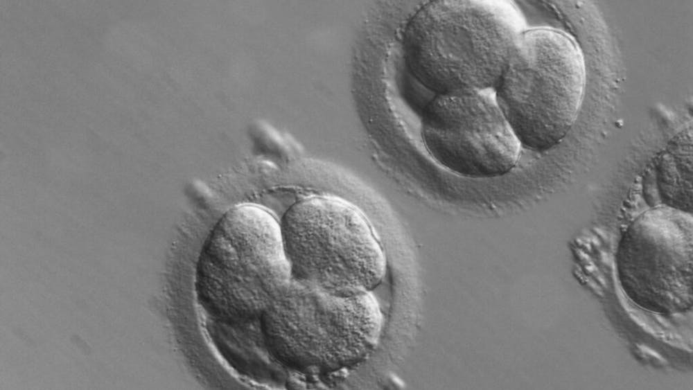 ZEISS MICROSCOPY / CC BY-SA 2.0 DEED
A team of Hopkins researchers in collaboration with London Women’s Clinic in the U.K. identified a strong association between chromosomal abnormalities, developmental arrest and low morphological rating in preimplantation human in vitro fertilized embryos. 