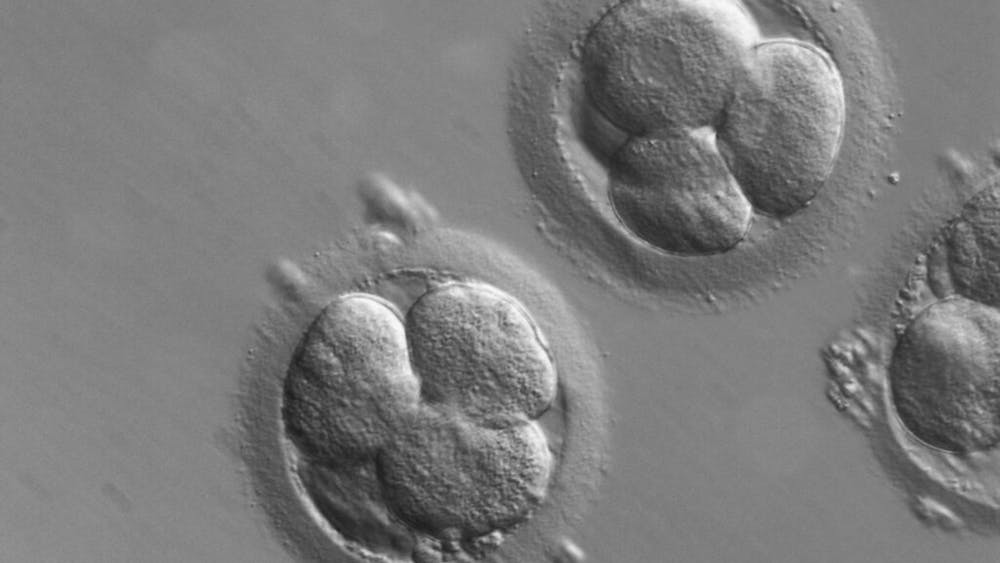 ZEISS MICROSCOPY / CC BY-SA 2.0 DEED
A team of Hopkins researchers in collaboration with London Women’s Clinic in the U.K. identified a strong association between chromosomal abnormalities, developmental arrest and low morphological rating in preimplantation human in vitro fertilized embryos.&nbsp;