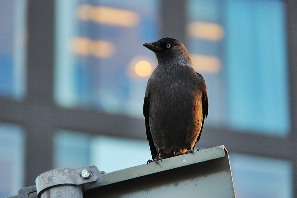 susanne nilsson/CC-BY-sa-2.0
Birds that have adapted to living in the city are more successful in attracting mates.