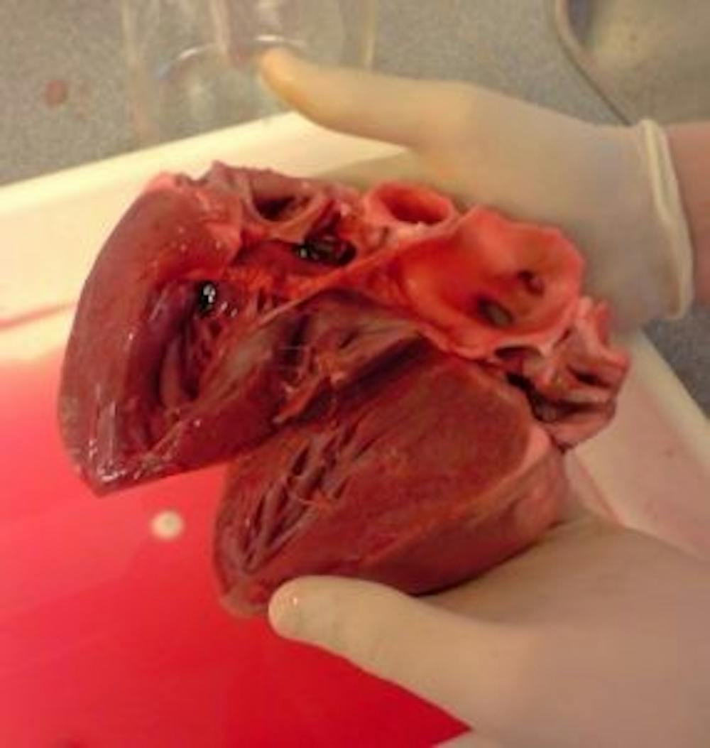  theleftorium/CC-By-sa-3.0
Researchers created a heart with three different cardiac tissues.