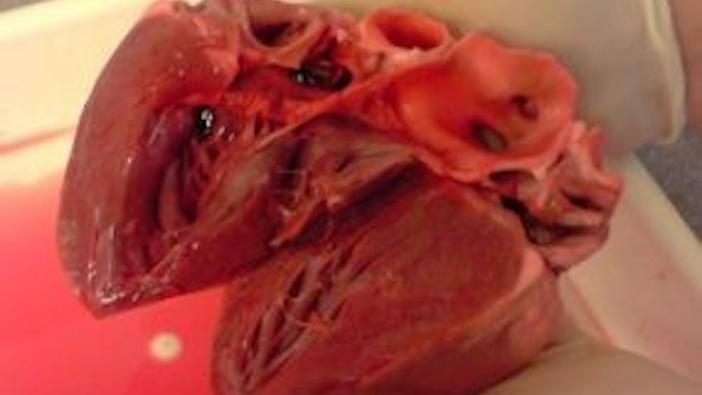 theleftorium/CC-By-sa-3.0
Researchers created a heart with three different cardiac tissues.