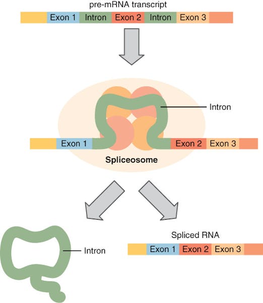 Science news in review Nov. 5 The Johns Hopkins NewsLetter