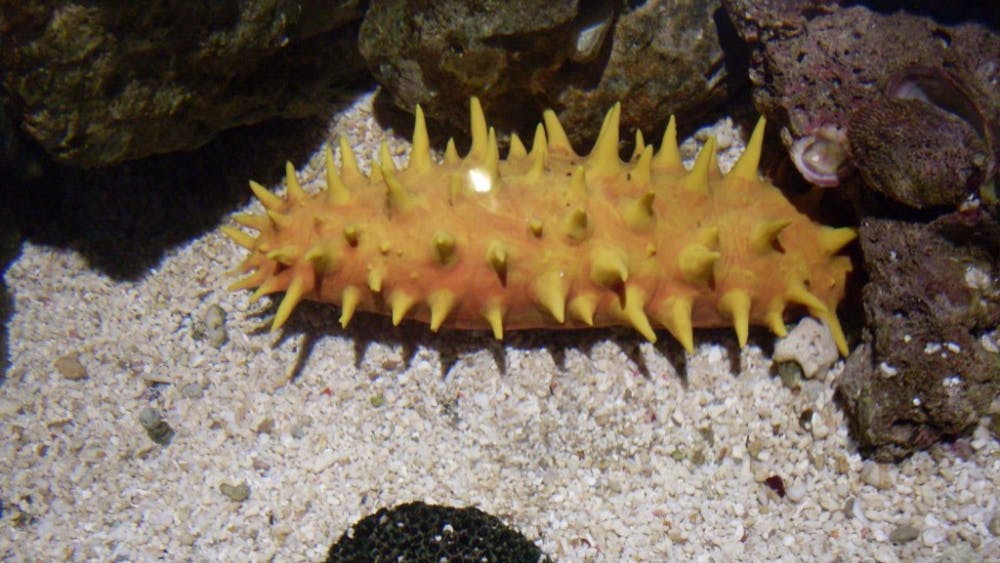  maxim gavrilyuk/cc-by-sa-3.0
The researchers were inspired by rigid, yet flexible, sea cucumbers.