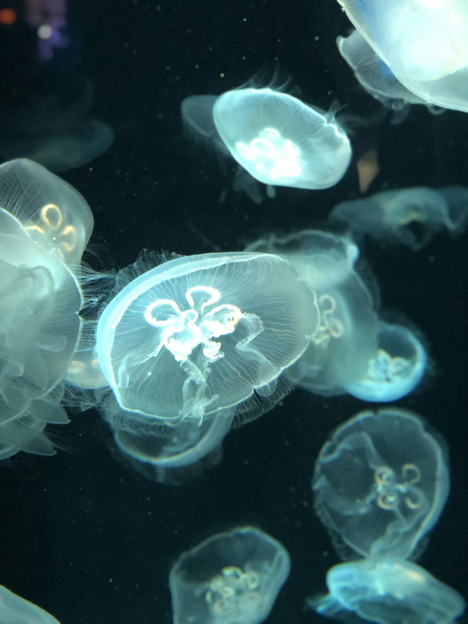 NEHA SANGANA/PHOTOGRAPHY EDITOR