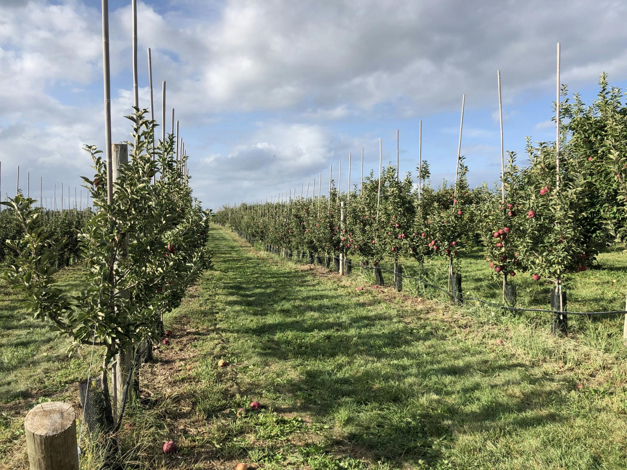 COURTESY OF GABRIEL LESSER
Lesser reflects on a favorite childhood activity.