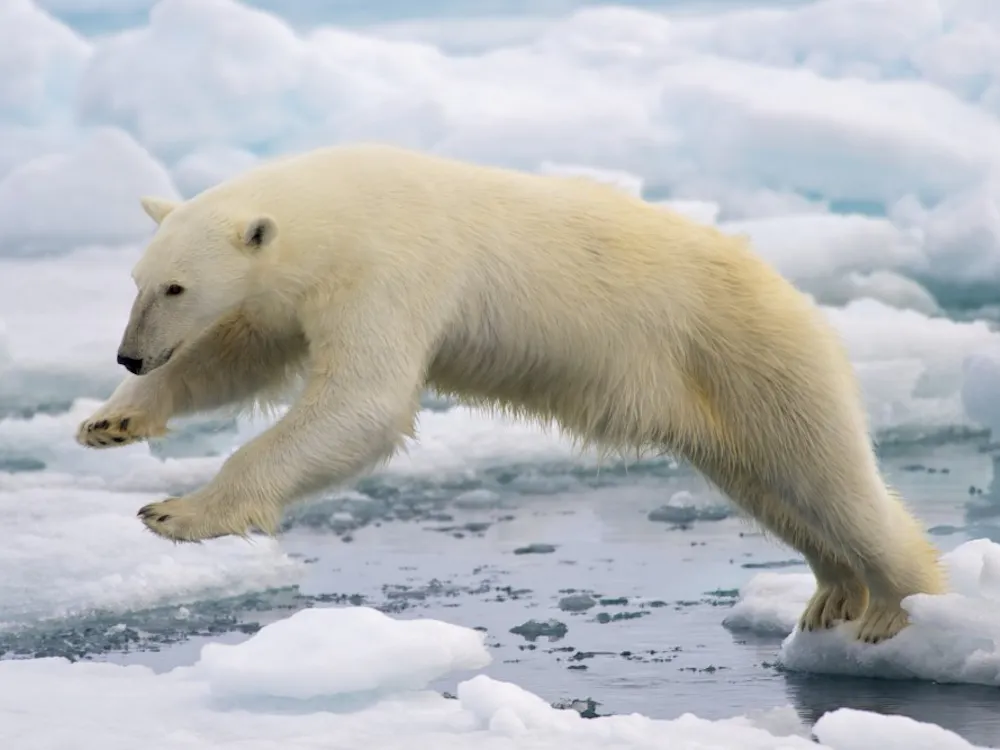 A frame-filling portrait of a male polar bear (Ursus maritimus) jumping in the pack ice. The young male, probably due to a mix of curiosity and hunger, got really close to our ship - less than 20 meters. Svalbard, Norway.
