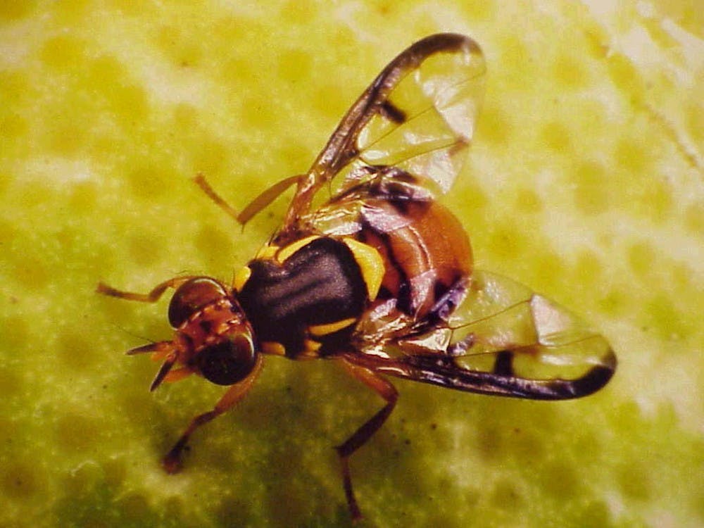 COURTESY OF WWW.CHEM-WISE.COM
Wasps lay eggs in fruit fly larvae.

