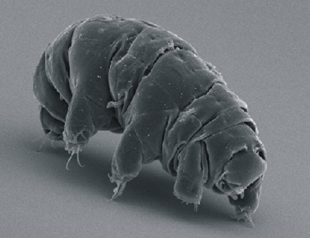 SEM_image_of_Milnesium_tardigradum_in_active_state_-_journal.pone_.0045682.g001-2-1024x785