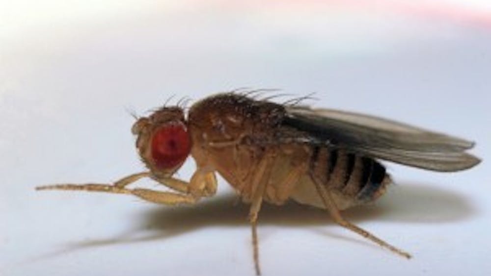  Sanjay Acharya/cc-by-sa-3.0
 Researchers modified the gene expression of the gut cells of fruit flies to change the cells’ sex.