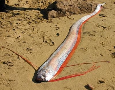 people.csail.mit.edu
Little is known about this strange and elusive sea creature: the oarfish. 