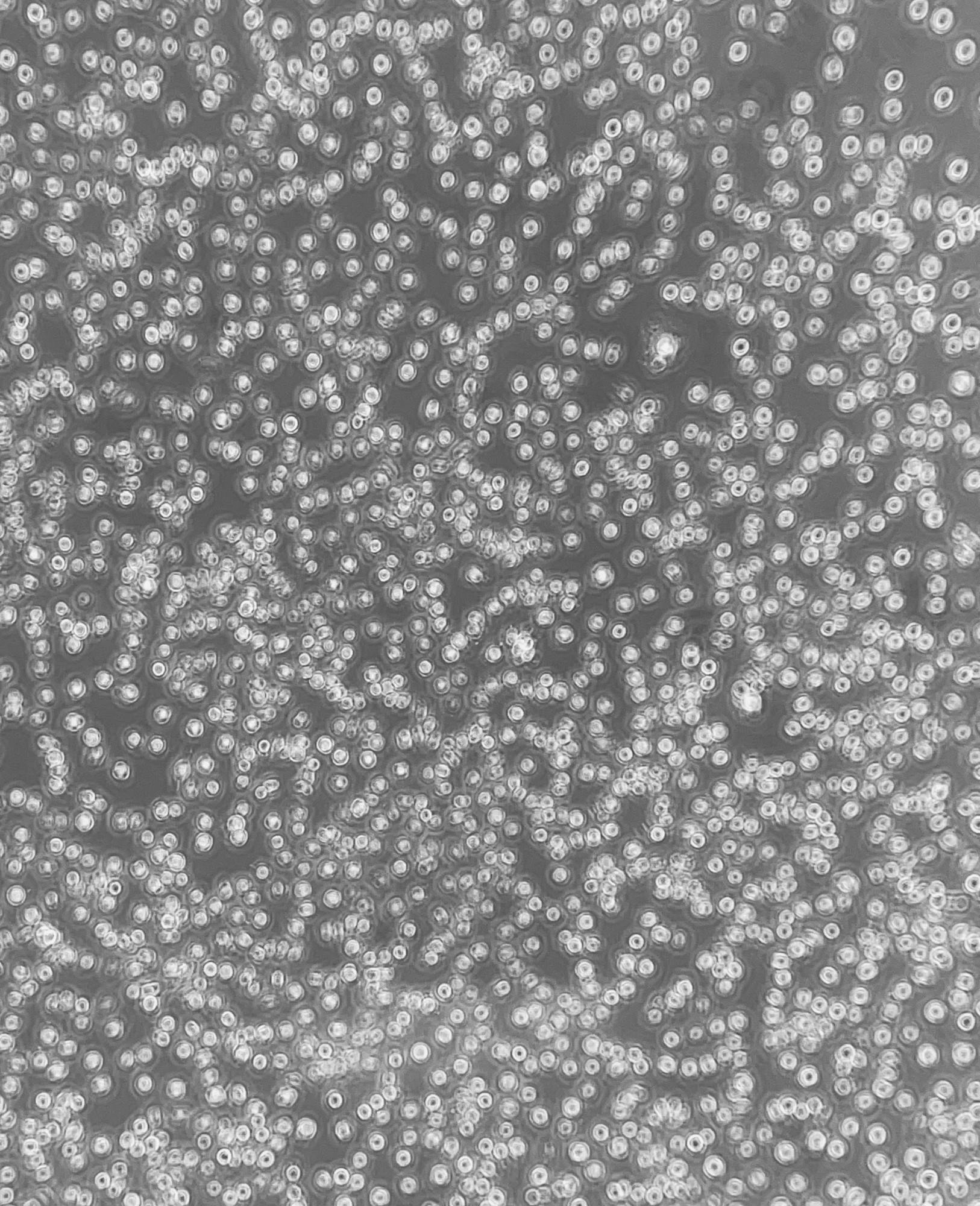 COURTESY OF SARA KAUFMAN
Kaufman describes the learning curve associated with culturing cells in the lab.