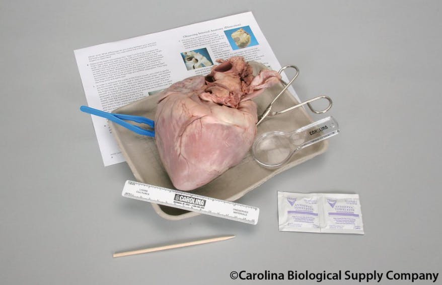 CAROLINA BIOLOGICAL SUPPLY COMPANY/CC BY-NC-ND 2.0
Pig hearts have been used for teaching anatomy, but Bennett was the first patient who successfully received a transplant with a pig heart.&nbsp;